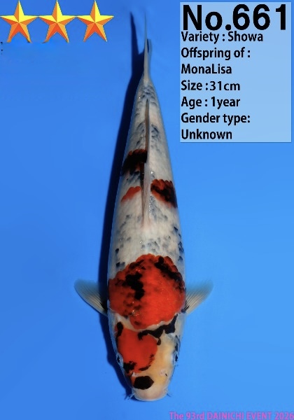 Dain08    Dainichi   Showa   31cm