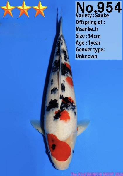 Dain10   Dainichi   Sanke  34cm