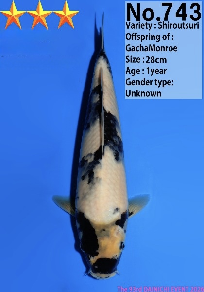 Dain09    Dainichi   Shiro Utsuri  28cm