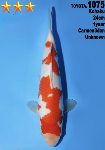 DToy02   Dainichi Toyota    Kohaku   24cm