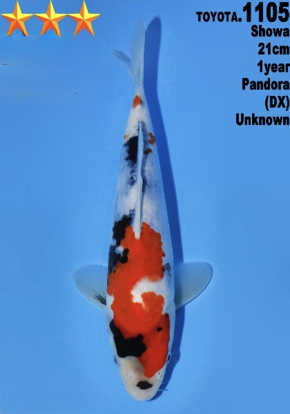 DToy03   Dainichi Toyota    Showa   21cm