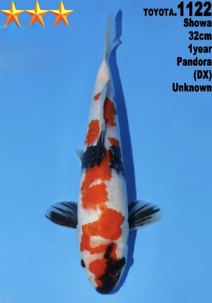 DToy04   Dainichi Toyota    Showa   32cm