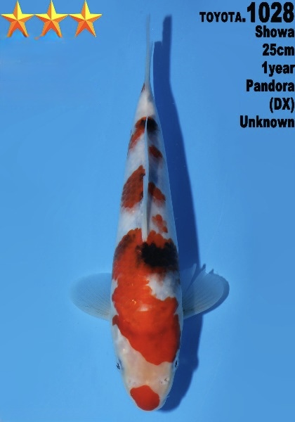 DToy01   Dainichi Toyota    Showa   25cm