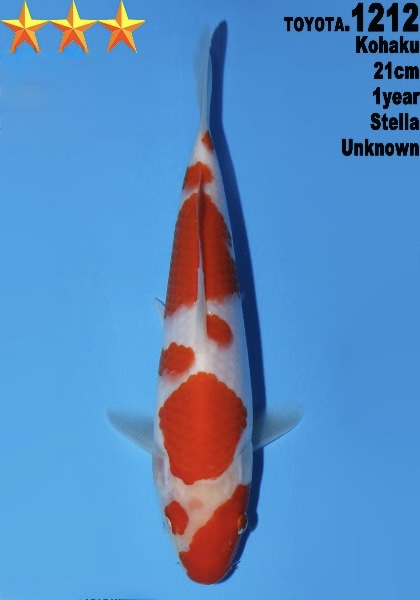 DToy06   Dainichi Toyota    Kohaku   21cm