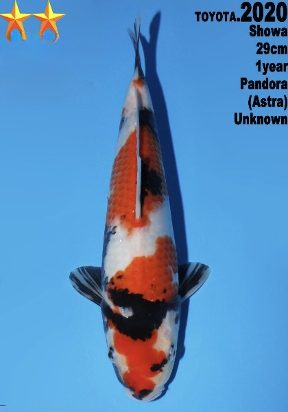 DToy013 Dainichi Toyota Showa 29cm