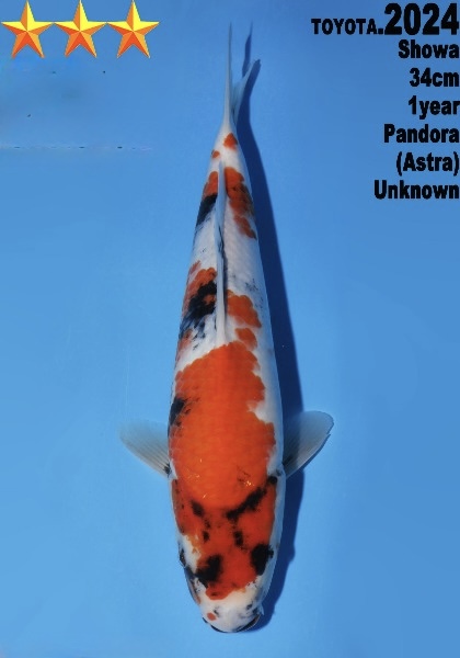 DToy014 Dainichi Toyota Showa 34cm