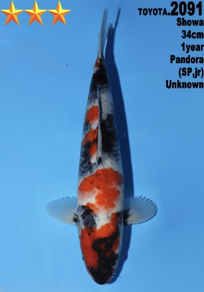 DToy017 Dainichi Toyota Showa 34cm