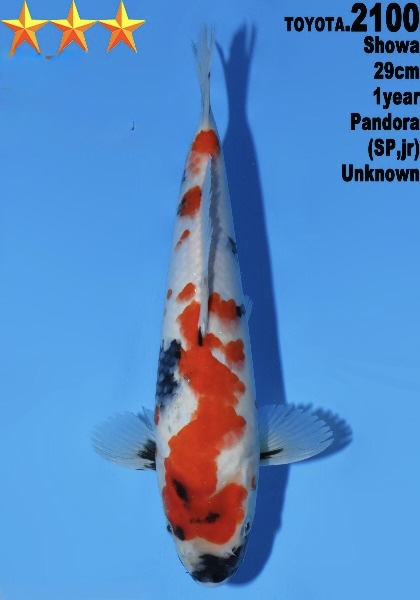 DToy019 Dainichi Toyota Showa 29cm