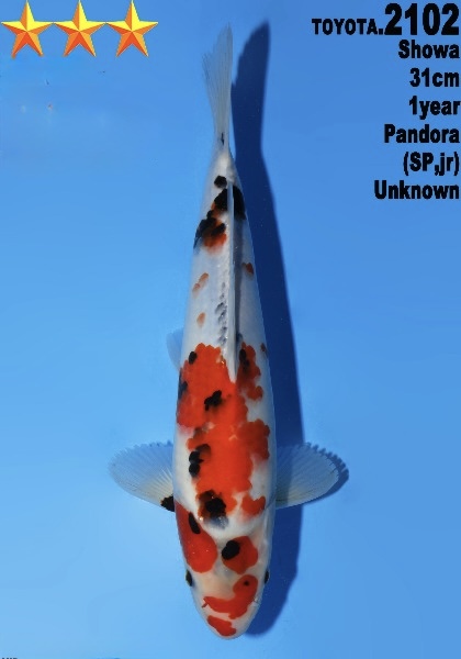 DToy020 Dainichi Toyota Showa 31cm