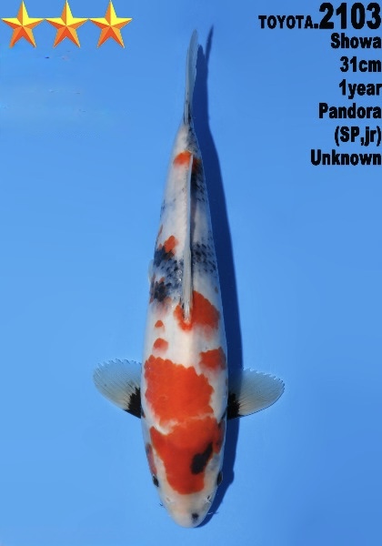 DToy021 Dainichi Toyota Showa 31cm