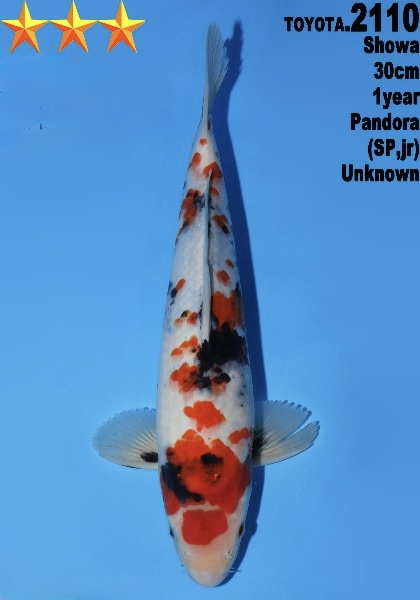 DToy022 Dainichi Toyota Showa 30cm