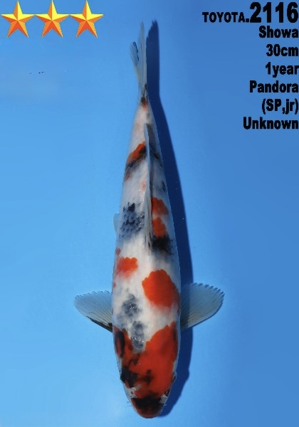 DToy023 Dainichi Toyota Showa 30cm