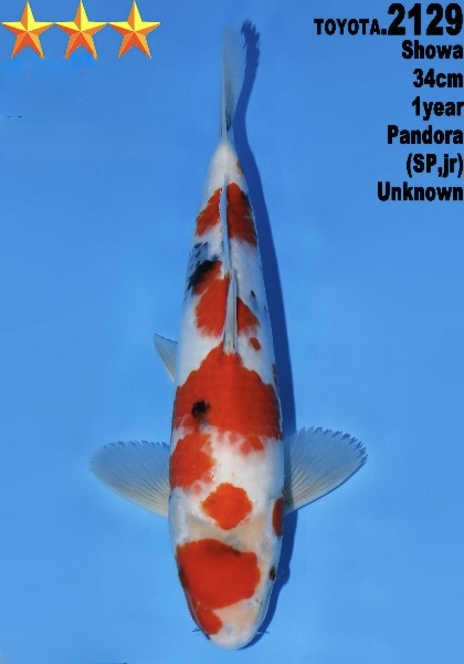 DToy025 Dainichi Toyota Showa 34cm