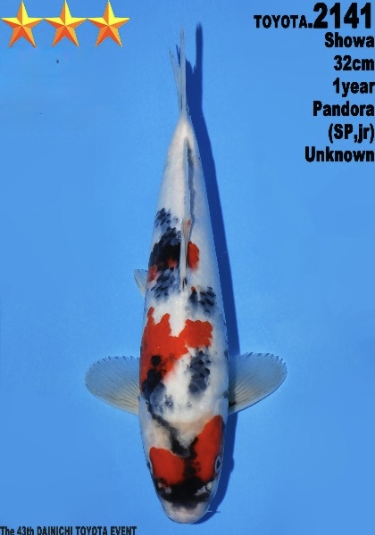 DToy027 Dainichi Toyota Showa 32cm