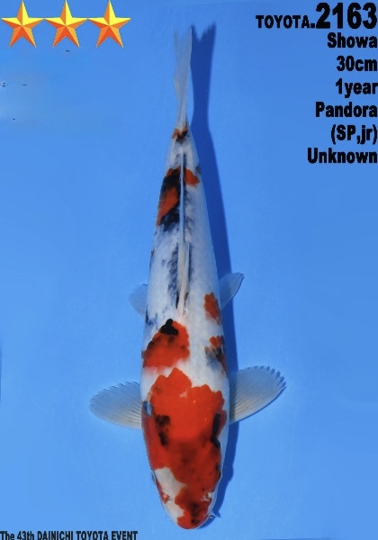 DToy029 Dainichi Toyota Showa 30cm