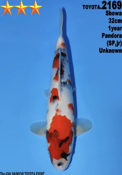 DToy030 Dainichi Toyota Showa 32cm