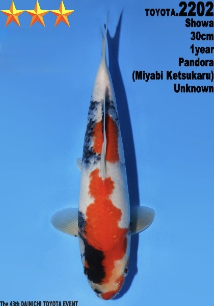 DToy032 Dainichi Toyota Showa 30cm