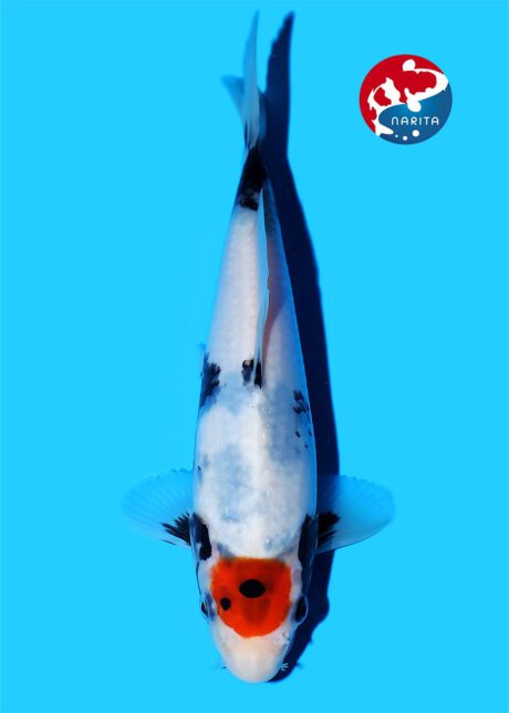 No1-02 Narita Omosako Tancho Showa