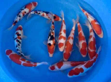 Taki00   Takigawa  Tateshita  Jumbo Tosai   30-34cm