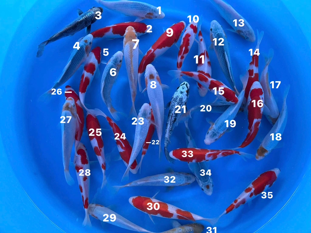 Ikt102 Ikarashi Toshinobu Tosai Special Unique Yellow Asagi & Kohaku 20-22 – Bild 2