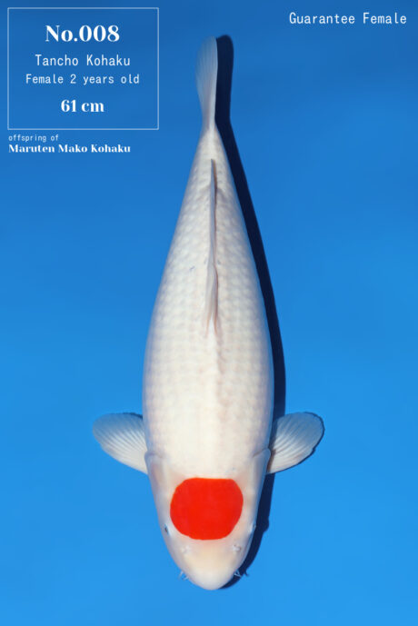 Momo09    Momotaro   Tancho Kohaku   61cm