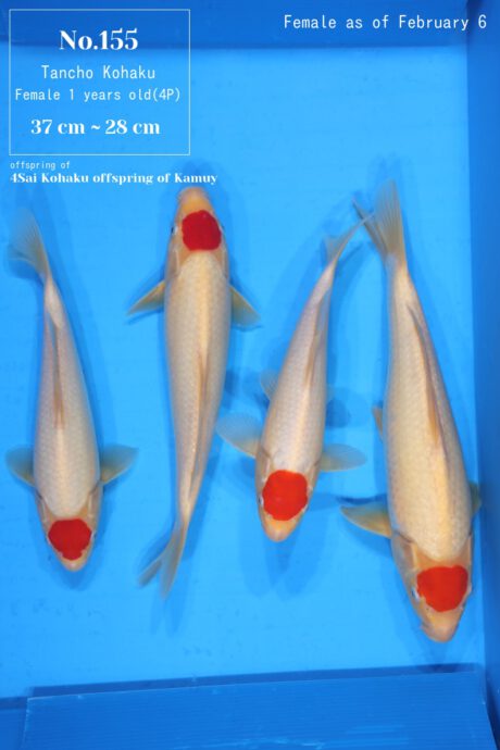 Momo10 Momotaro HQ Female Tancho 28-37cm