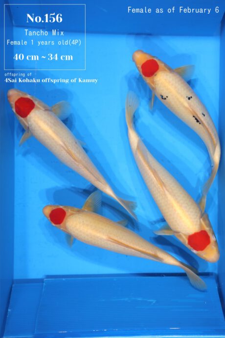 Momo14 Momotaro HQ Female Tancho 34-40cm