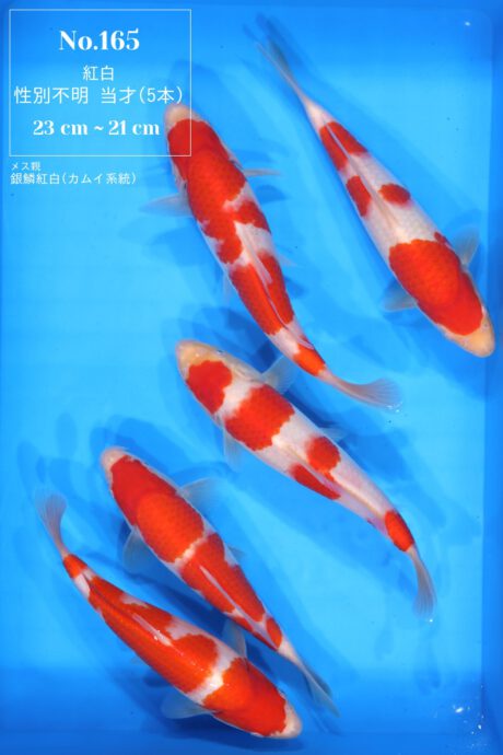 Box165 Momotaro HQ Kohaku 21-23cm