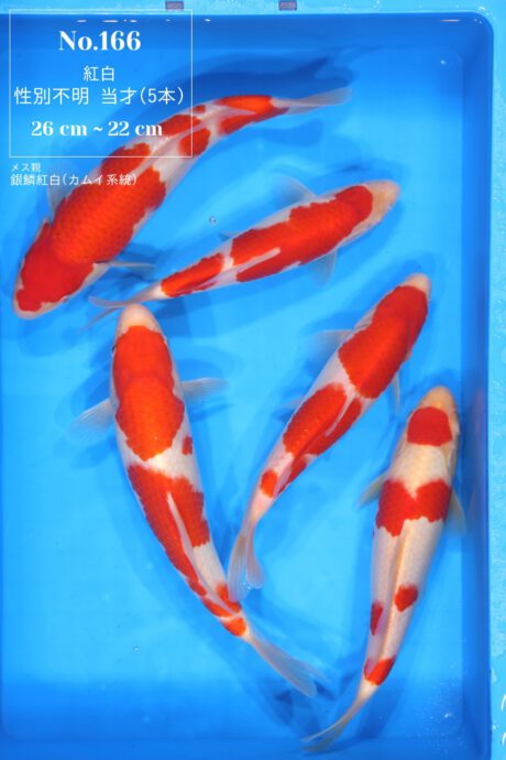 Box166 Momotaro HQ Kohaku 22-26cm