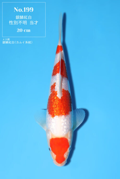 Momo18    Momotaro   HQ    Ginrin Kohaku  20cm   VERKAUFT