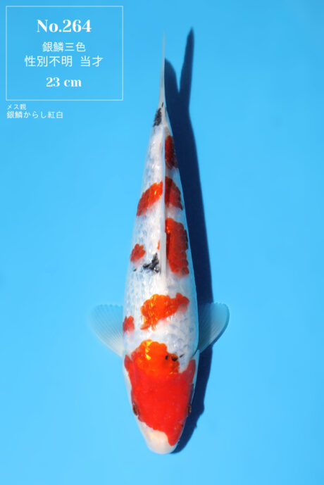 Momo19    Momotaro   HQ    Ginrin Sanke    23cm