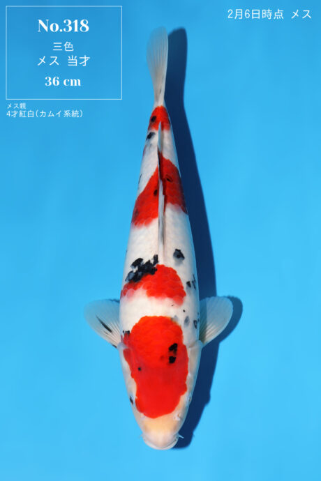 Momo21    Momotaro   HQ  Female  Sanke   36cm