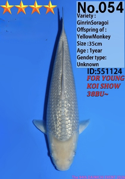 Dain12 Dainichi Ginrin Soragoi 35cm