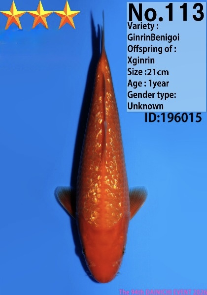 Dain13 Dainichi Ginrin Benigoi 21cm