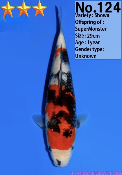 Dain14 Dainichi Showa 29cm