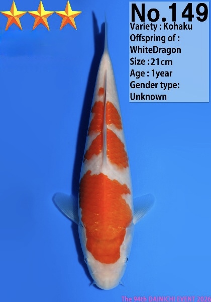 Dain15 Dainichi Kohaku 21cm