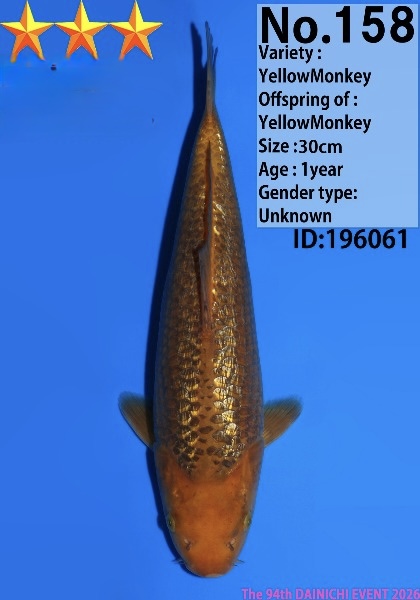 Dain16    Dainichi   Ginrin Yellow Monkey  30cm