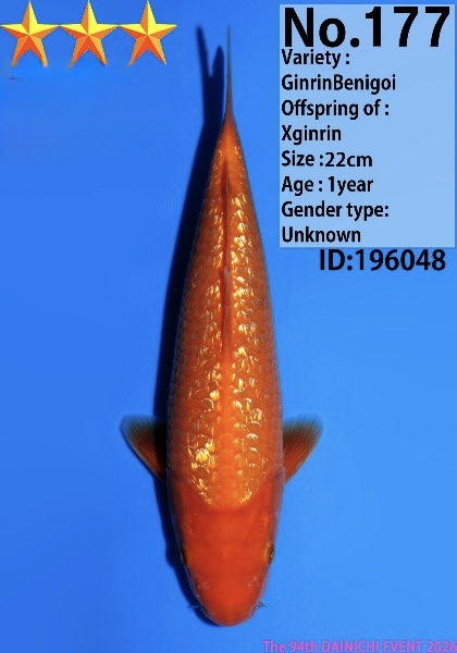 Dain18 Dainichi Ginrin Benigoi 22cm