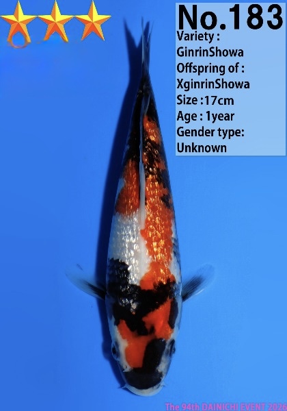 Dain19 Dainichi Ginrin Showa 17cm