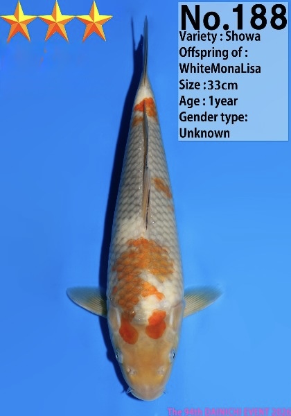 Dain20 Dainichi Showa 33cm