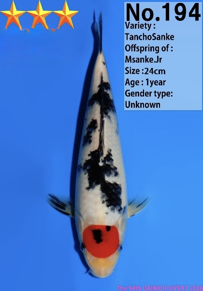 Dain21 Dainichi Tancho Showa 24cm