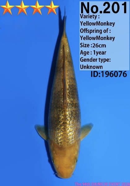 Dain22 Dainichi Ginrin Yellow Monkey (Ginrin Cha Utsuri) 26cm