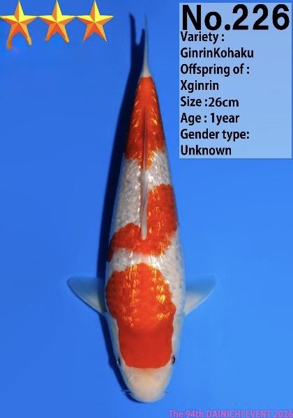 Dain24 Dainichi Ginrin Kohaku 26cm