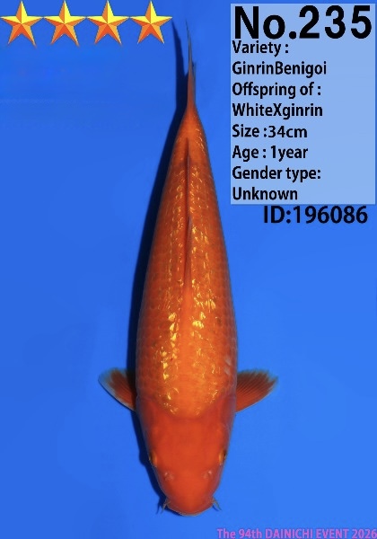 Dain25 Dainichi Ginrin Benigoi 34cm