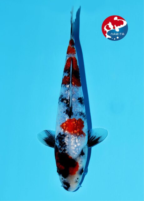 No1-07 Narita Suzusei Ginrin Showa 17cm