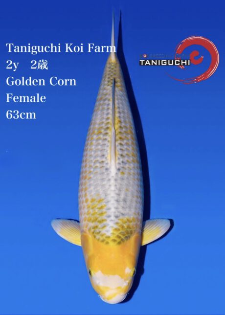 Tani02      Taniguchi   Golden Corn    63cm   (in Azukari)