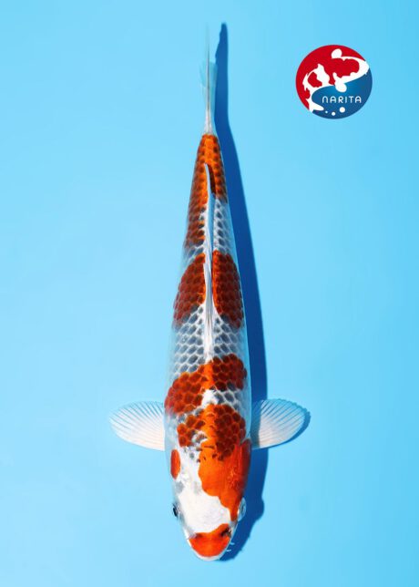 No1-15    Narita Hosokai   Kujaku   25cm