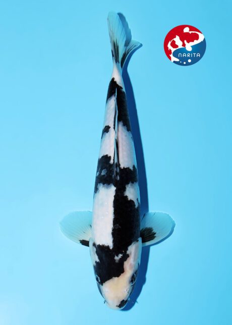 No1-14    Narita Omosako Shiro Utsuri  28cm