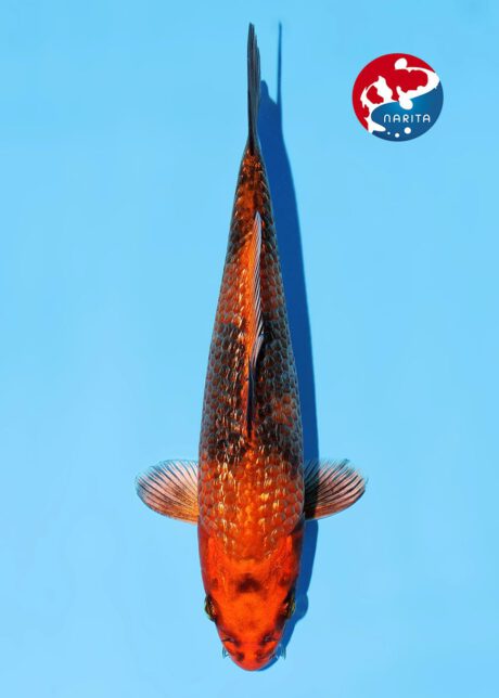 No1-17    Narita    Marusaka     Ginrin Kawarigoi    20cm