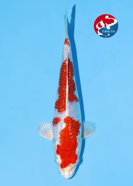 No1-18    Narita    Marusaka     Ginrin Sakura Ogon     21cm